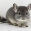 4 Month Old Violet Male Chinchilla Kit (baby)  energetic cutie!