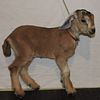 Mini Nubian purebred doelings, does in milk, buckling and a proven buck.