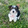 Yorkie (Parti, the sweetest boy you will ever meet) Eastern KY, can meet halfway within reason for loving home 13 wks