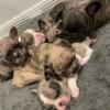 French bulldog FOR SALE