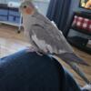 Cockatiel female for rehoming