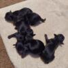 Chihpoo Puppies Looking For Forever Homes