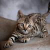 TICA Bengal Kittens ready now!