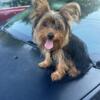 Trying to rehome my yorkie