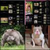 American bully pups- South Jersey