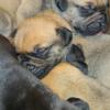 2 Beautiful Boerboels Puppies Available