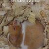 Syrian hamsters, males and female