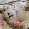 Gorgeous New Spring Ragdoll Kitties! BRIGHT Blue Eyes - Registered
