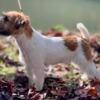 Male Russell Terrier , AKC registered.