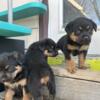 AKC Girl Rottweilers