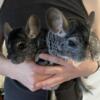Two Young Male Chinchillas (Everything included