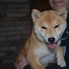 Shiba Adult Available - Great temperament
