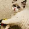 Ragdoll kittens ready for new homes April Special
