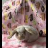 *litter trained* BABY HOLLAND LOP BUNNY RABBITS  BABY DWARF BUNNIES!