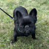 In heat - Imported Visual Fluffy Adult Female French Bulldog