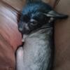 I have a toy/T-cup sized hairless Mexican dog (xolo) puppy