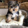 Teacup Male Yorkie Traditional