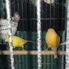 Canaries available located in NYC