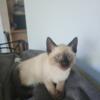 2 male seal point siamese