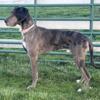 REDUCED Unaltered male Great Dane OBO