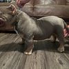 Exotic micro bully male
