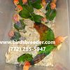 Baby White Bellied Caiques hatching soon at $1,500 each if 3 or more taken each time
