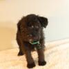 Beautiful Schnoodle puppies Available