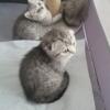 For sale, Scottish fold  kittens sold