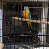 hybrid parakeets for sale