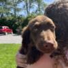 Red Male Aussiedoodle Runt