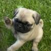 5 male Pug puppies for sale