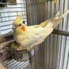 2 cockatiels looking for a good home!