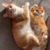 2 One Year Old Orange & White Cats For Rehoming