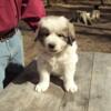 Great Pyrenees Puppies Livestock-Poultry Guardian Dogs