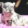 Livia French Bulldog male puppy for sale. $3,200
