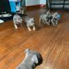 American Bully Pups Looking For Their ForeverHome