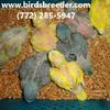 Baby Quaker Parrots available at wholesale prices