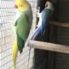 Indian ringneck cleartail pair