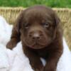 AkC Labrador Retriever puppies for sale