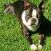 AKC Health Tested Boston Terrier for Stud