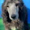 Standard Poodle puppies ready to go!  4 male