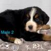 AKC Male Bernese Mountain Dogs REDUCED