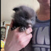 Fox kits (pups) for sale