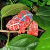 Beautiful Ambilobe Panther Chameleons- Males  and Females  available.