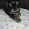 The Sweetest Male Morkie (Yorkie-Maltese) Puppy For sale and Now Available. Oak Park MI