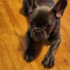 French Bulldog puppies Ready to be rehomed