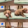 Pitbull Puppies Bully Puppies