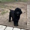 5month old Berniedoodle needs rehoming asap