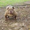 3xs Bape, Beef, and more in a Merle suit! 1 Male 1 Female available Great Price