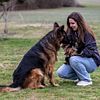 AKC Import Line German Shepherds for sale in Tennessee
